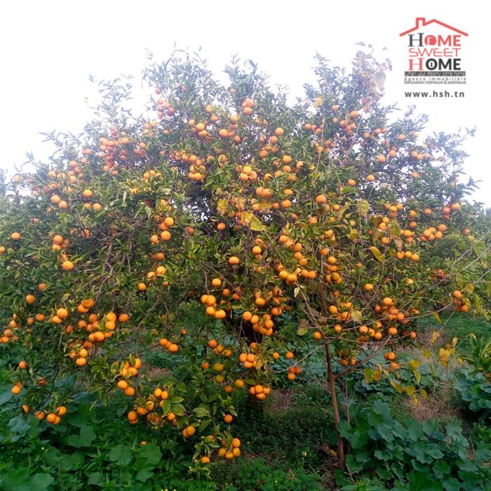 Menzel Bouzelfa&nbsp;Menzel Bouzelfa&nbsp;Terrain&nbsp;Terrain agricole&nbsp;Terrain agricole oragio � menzel bouzelfa