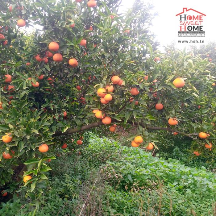 Menzel Bouzelfa&nbsp;Menzel Bouzelfa&nbsp;Terrain&nbsp;Terrain agricole&nbsp;Terrain agricole oragio � menzel bouzelfa