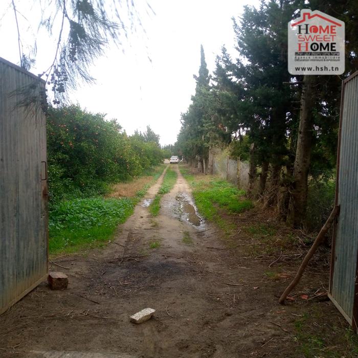 Menzel Bouzelfa&nbsp;Menzel Bouzelfa&nbsp;Terrain&nbsp;Terrain agricole&nbsp;Terrain agricole oragio � menzel bouzelfa