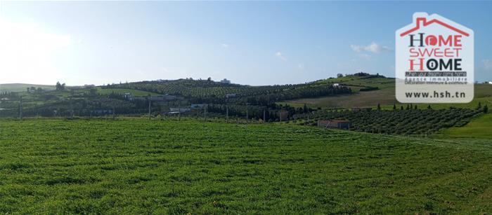 Mornaguia&nbsp;Mornaguia&nbsp;Terrain&nbsp;Terrain agricole&nbsp;Terrain agricole mornara � mornaguia