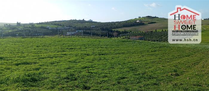 Mornaguia&nbsp;Mornaguia&nbsp;Terrain&nbsp;Terrain agricole&nbsp;Terrain agricole mornara � mornaguia