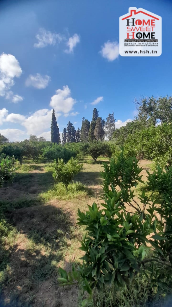 Ras Jebel&nbsp;Ras Jebel&nbsp;Terrain&nbsp;Terrain agricole&nbsp;Ferme rommana � sawnin ras jbal bizerte
