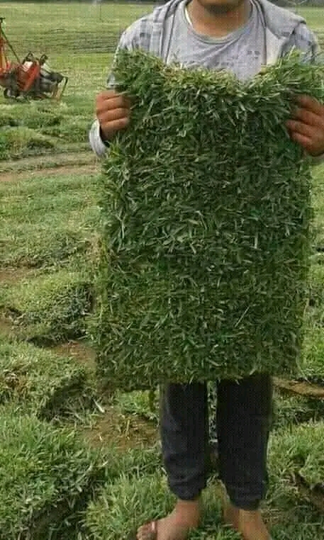 Borj El Amri&nbsp;Borj El Amri&nbsp;Jardinage&nbsp;Autre&nbsp;Gazon kikuyu france tunisie