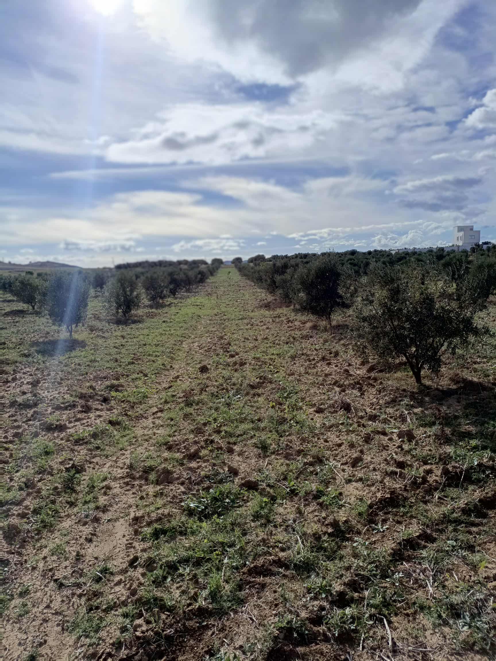 Hammamet&nbsp;Hammamet&nbsp;Terrain&nbsp;Terrain agricole&nbsp;Av 3000m � hammamet sud