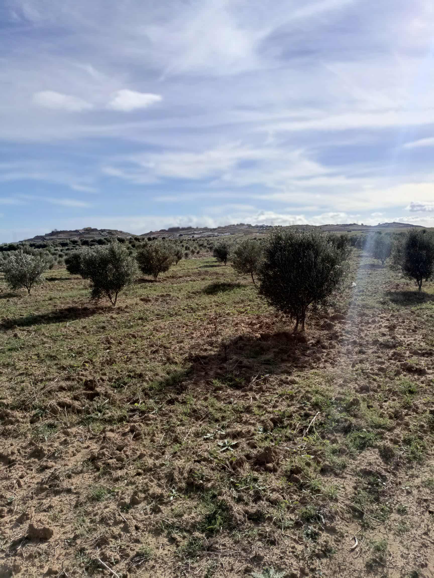 Hammamet&nbsp;Hammamet&nbsp;Terrain&nbsp;Terrain agricole&nbsp;Av 3000m � hammamet sud