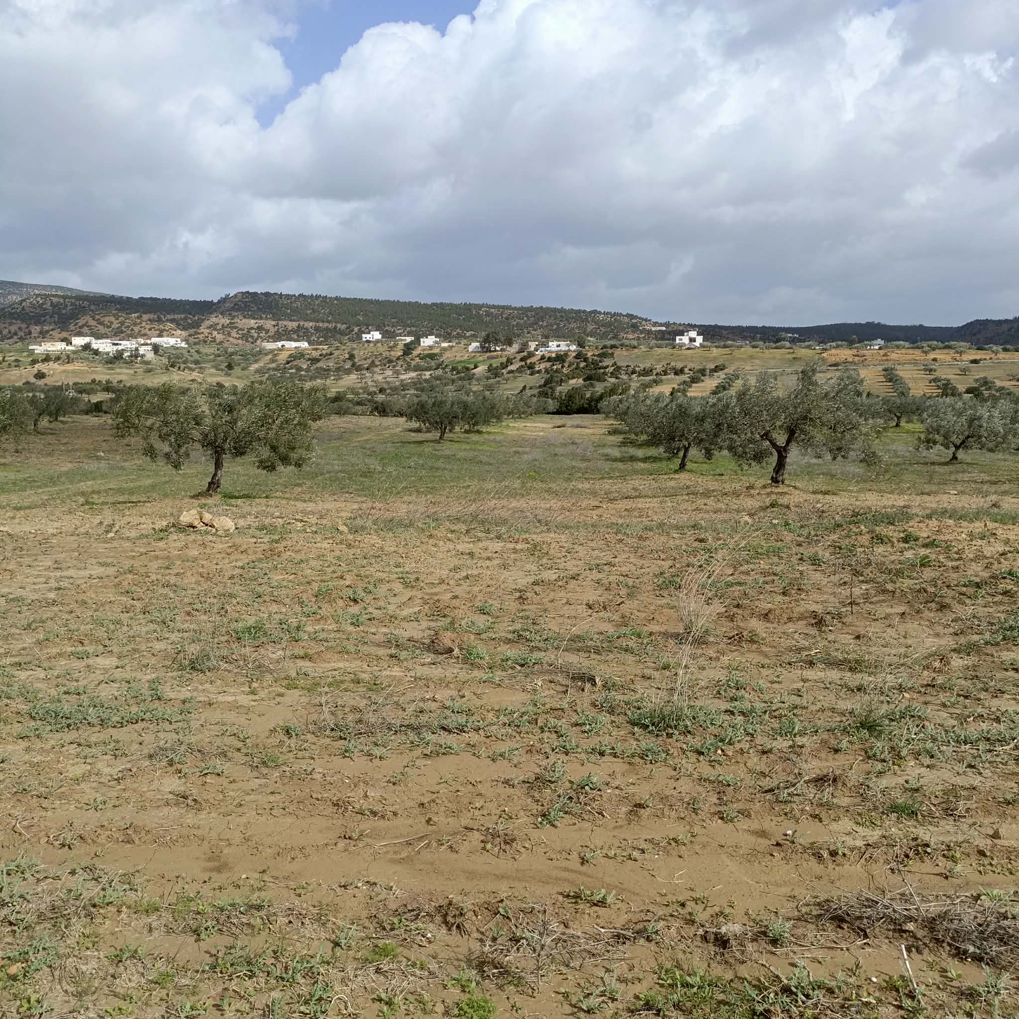 Hammamet&nbsp;Hammamet&nbsp;Terrain&nbsp;Terrain agricole&nbsp;Av 9000m avec 26 oliviers � hammamet