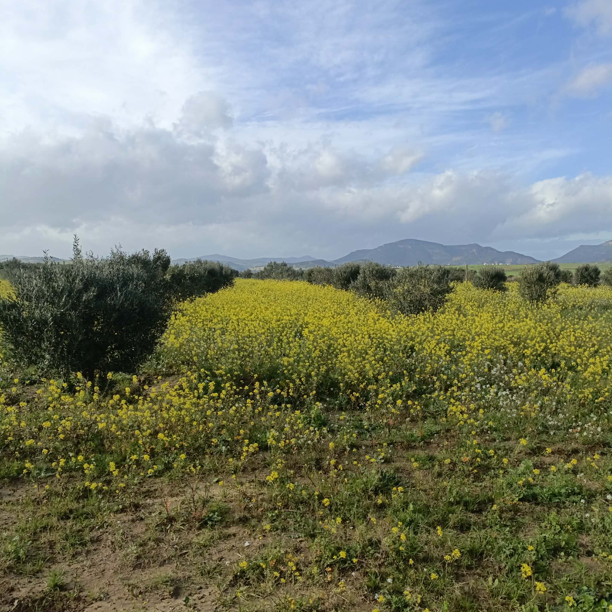 Hammamet&nbsp;Hammamet&nbsp;Terrain&nbsp;Terrain agricole&nbsp;Av de 1000m a 3000m � monchar