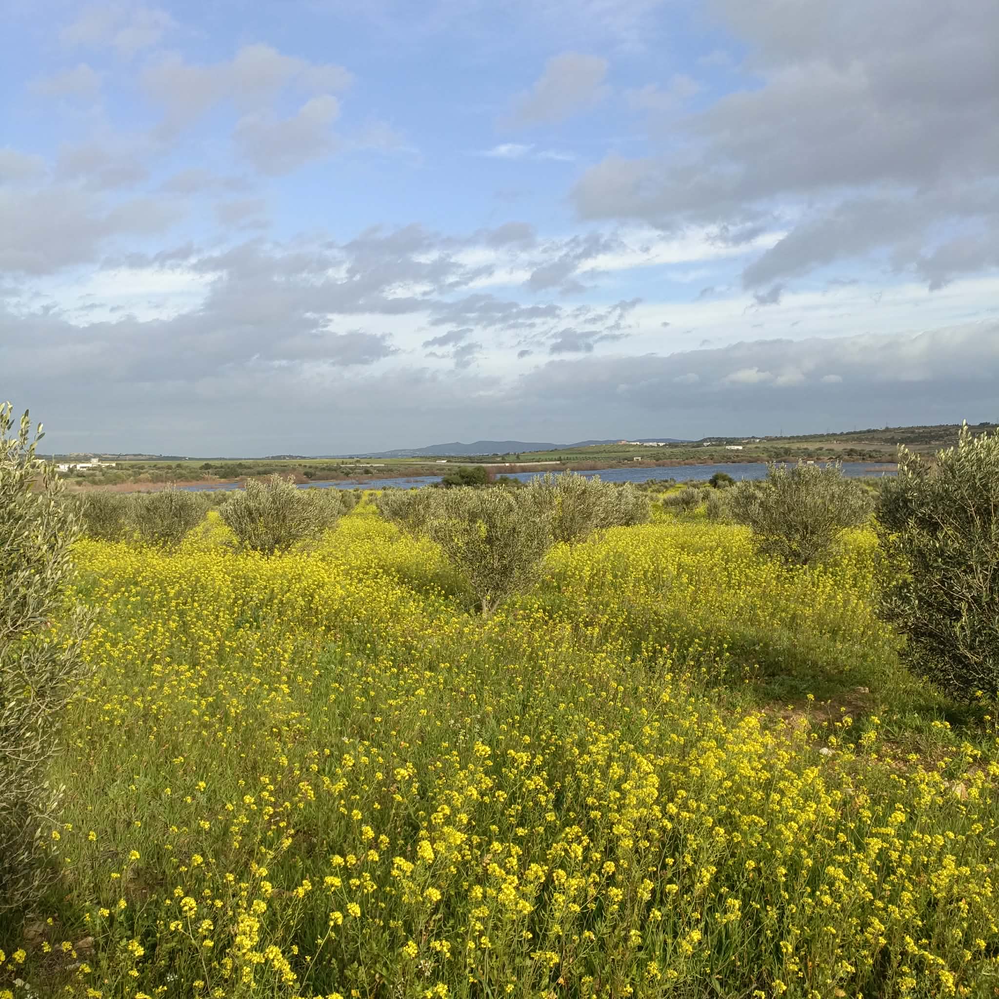 Hammamet&nbsp;Hammamet&nbsp;Terrain&nbsp;Terrain agricole&nbsp;Av de 1000m a 3000m � monchar