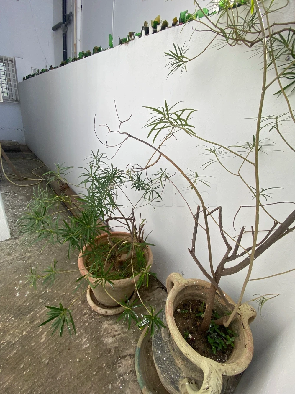 La Marsa&nbsp;Cite Bhar Lazreg&nbsp;Location&nbsp;Appart. 3 pi�ces&nbsp;S plus 3 avec petit jardin et place de voiture