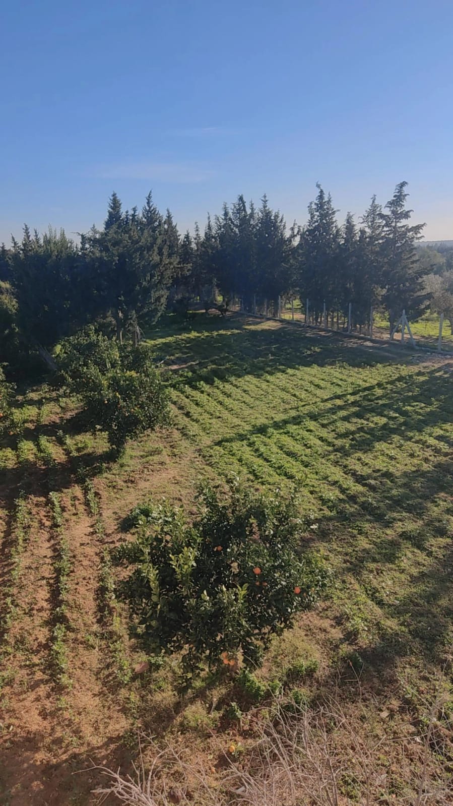 Menzel Bouzelfa&nbsp;Menzel Bouzelfa&nbsp;Terrain&nbsp;Terrain agricole&nbsp;Ferme agricole