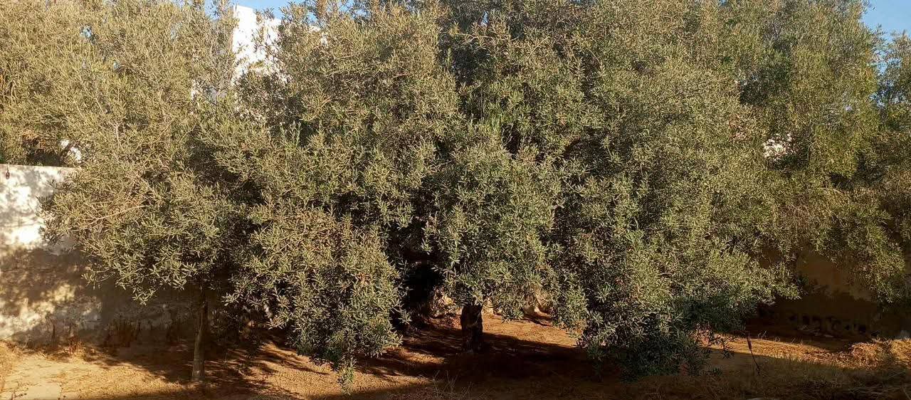 Zarzis&nbsp;Zarzis&nbsp;Vente&nbsp;Maisons&nbsp;Maison a zarzis