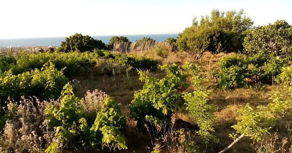 Ras Jebel&nbsp;Rafraf&nbsp;Terrain&nbsp;Terrain nu&nbsp;Terain de 3120 m2 a rafraf plage l'ahmeri