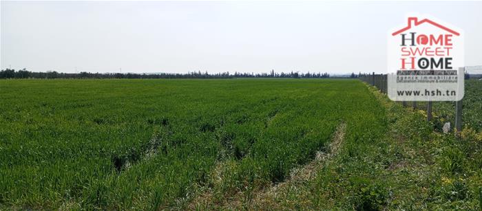 Tebourba&nbsp;Tebourba&nbsp;Terrain&nbsp;Terrain agricole&nbsp;Terrain agricole greenor � tebourba