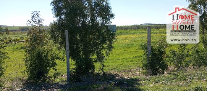 Mornaguia&nbsp;Mornaguia&nbsp;Terrain&nbsp;Terrain agricole&nbsp;Terrain agricole melora � mornaguia