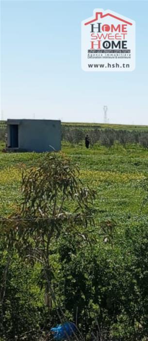 Mornaguia&nbsp;Mornaguia&nbsp;Terrain&nbsp;Terrain agricole&nbsp;Terrain agricole melora � mornaguia