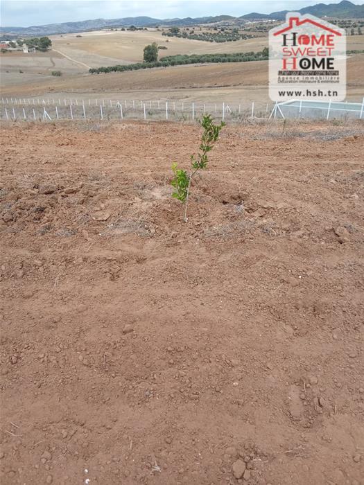 Zaghouan&nbsp;Zaghouan&nbsp;Terrain&nbsp;Terrain agricole&nbsp;Terrain agricole olmira � zaghouan