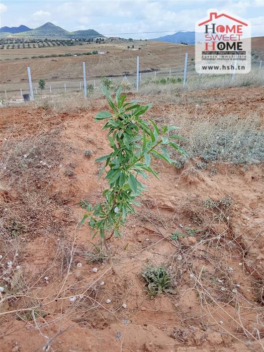 Zaghouan&nbsp;Zaghouan&nbsp;Terrain&nbsp;Terrain agricole&nbsp;Terrain agricole olmira � zaghouan