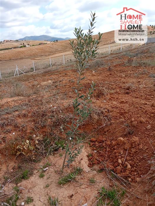 Terrain&nbsp;Terrain agricole