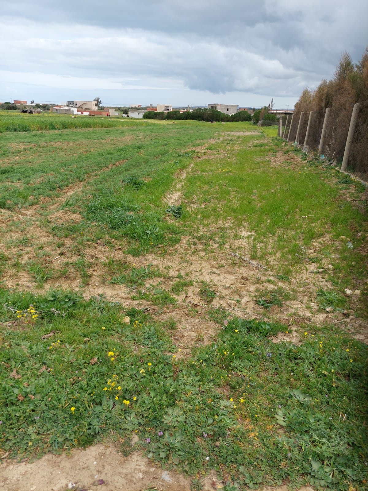 El Haouaria&nbsp;Bir El Jedey&nbsp;Terrain&nbsp;Terrain nu&nbsp;Terrain a bir el jedy