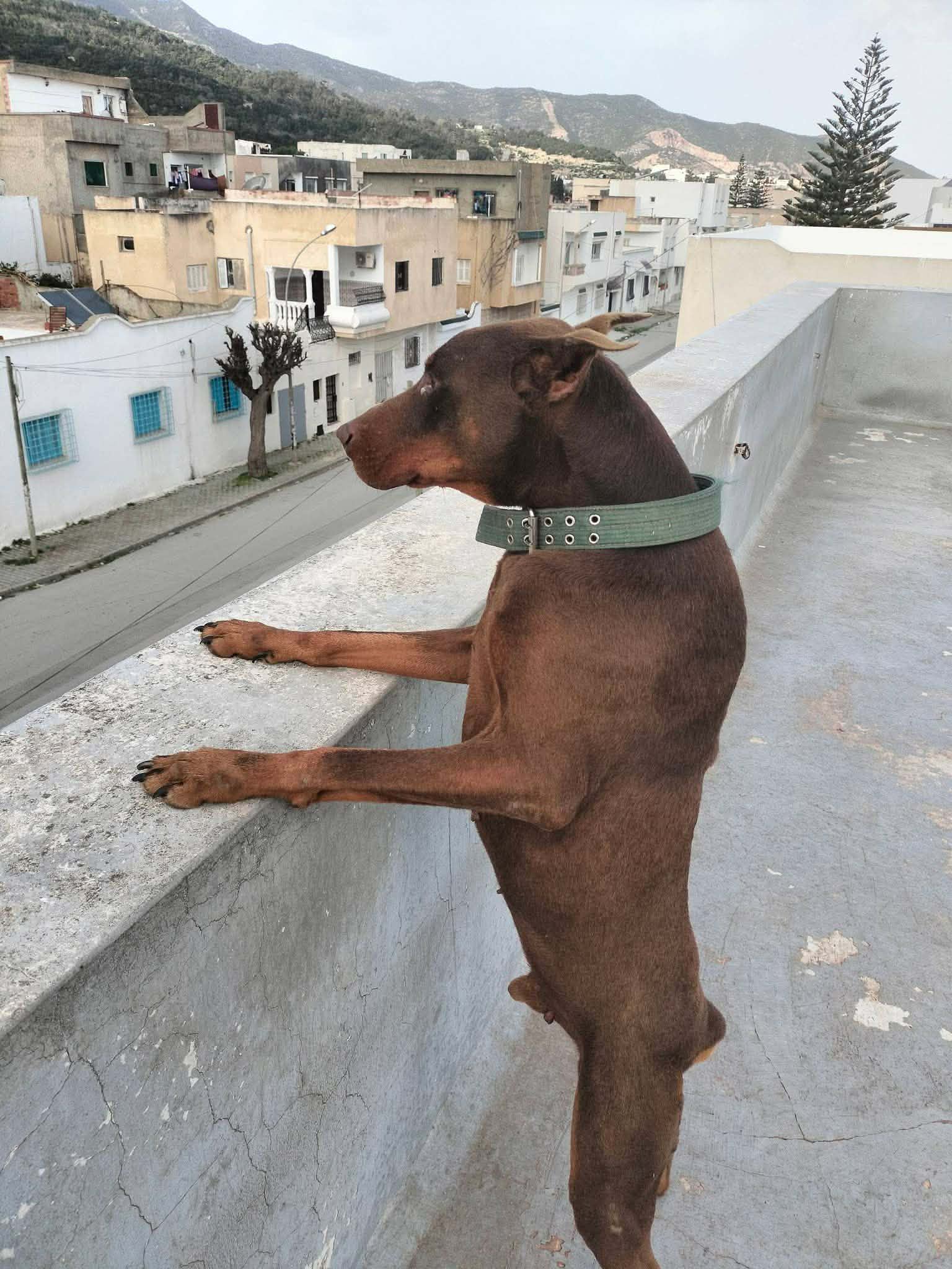 Hammam Chatt&nbsp;Hammam Chatt&nbsp;Chiens&nbsp;Autre&nbsp;Chiots doberman americain