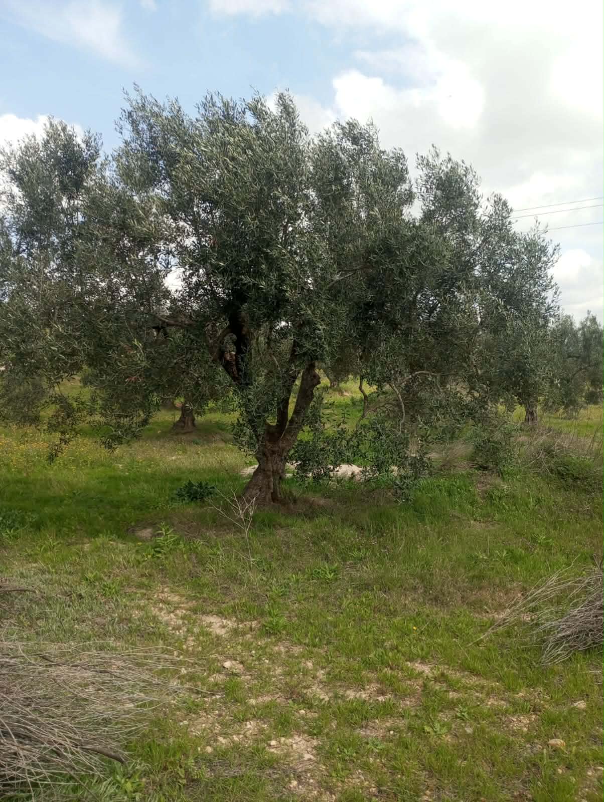 Hammam Zriba&nbsp;Bou Achir&nbsp;Terrain&nbsp;Terrain agricole&nbsp;Av terrain 9000m et 120 oliviers � zaghouan