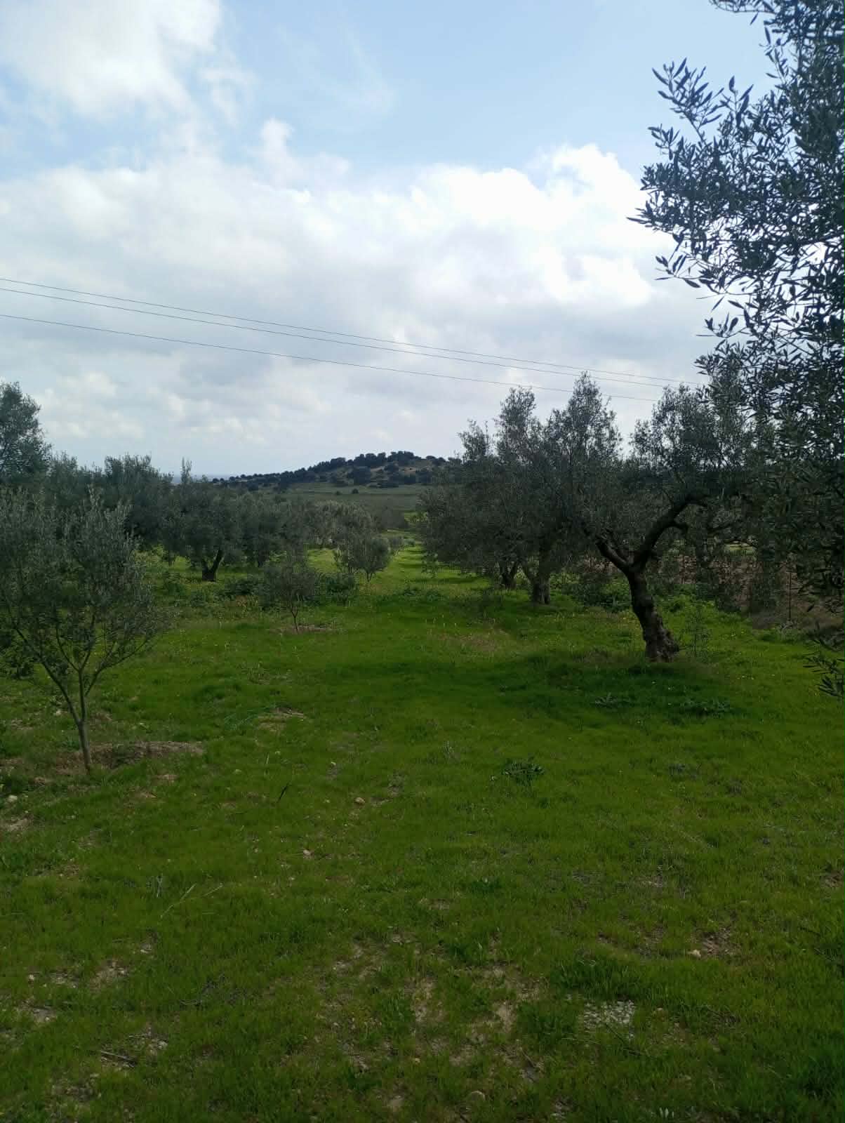 Hammam Zriba&nbsp;Bou Achir&nbsp;Terrain&nbsp;Terrain agricole&nbsp;Av terrain 9000m � zaghouan zriba