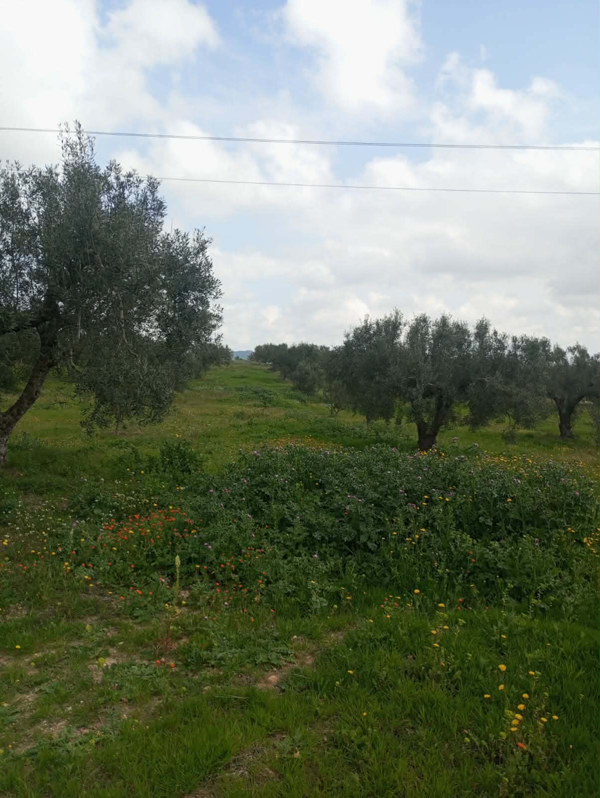 Hammam Zriba&nbsp;Bou Achir&nbsp;Terrain&nbsp;Terrain agricole&nbsp;Av terrain 9000m � zaghouan zriba