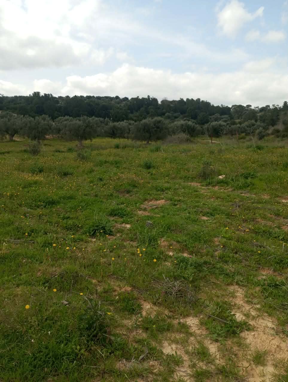 Hammam Zriba&nbsp;Bou Achir&nbsp;Terrain&nbsp;Terrain agricole&nbsp;Av terrain 4100m avec oliviers � zaghouan