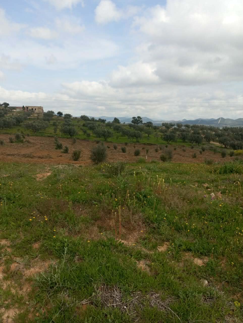 Hammam Zriba&nbsp;Bou Achir&nbsp;Terrain&nbsp;Terrain agricole&nbsp;Av terrain 4100m avec oliviers � zaghouan