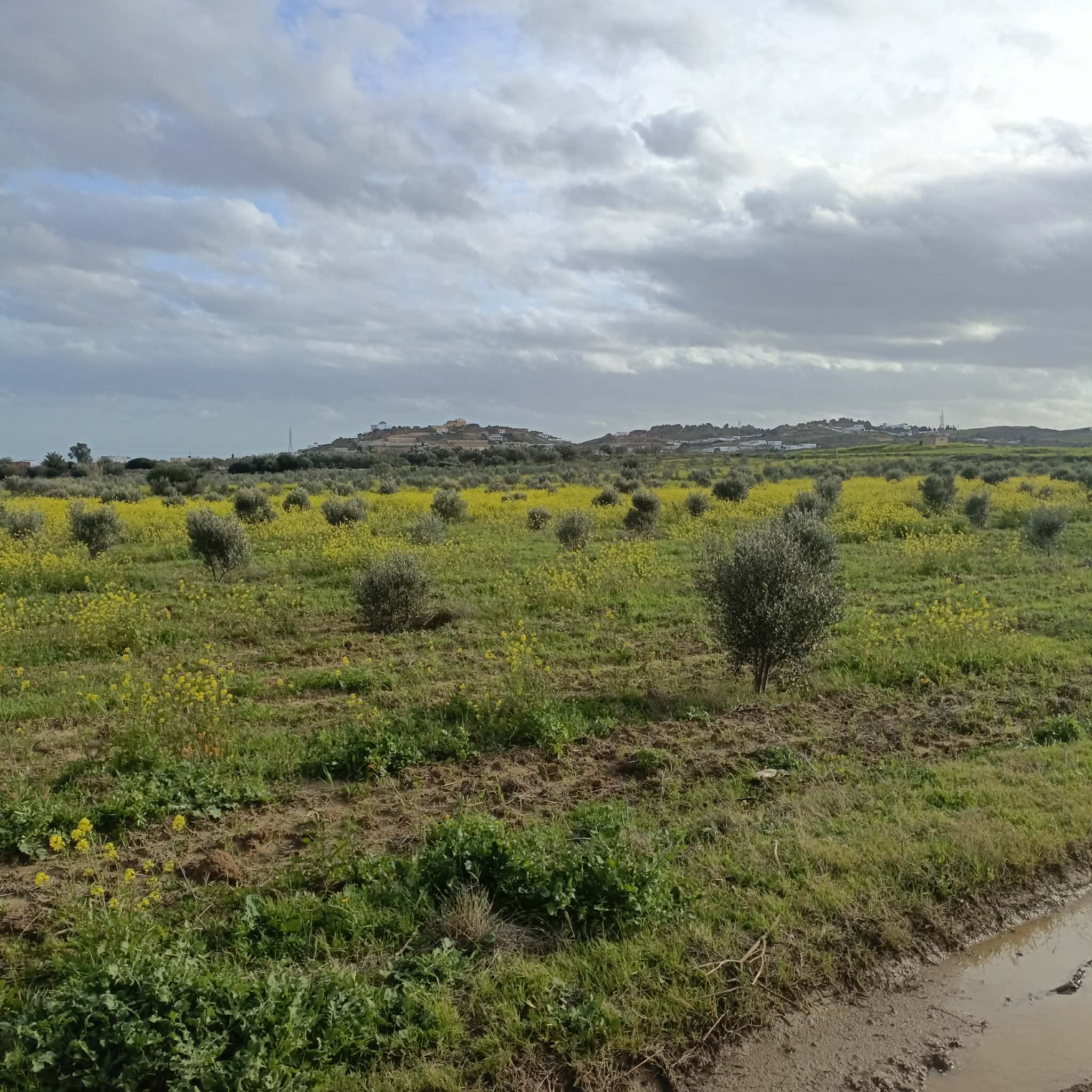 Hammamet&nbsp;Hammamet&nbsp;Terrain&nbsp;Terrain agricole&nbsp;Av terrain de 1000m � 3000m � hammamet sud