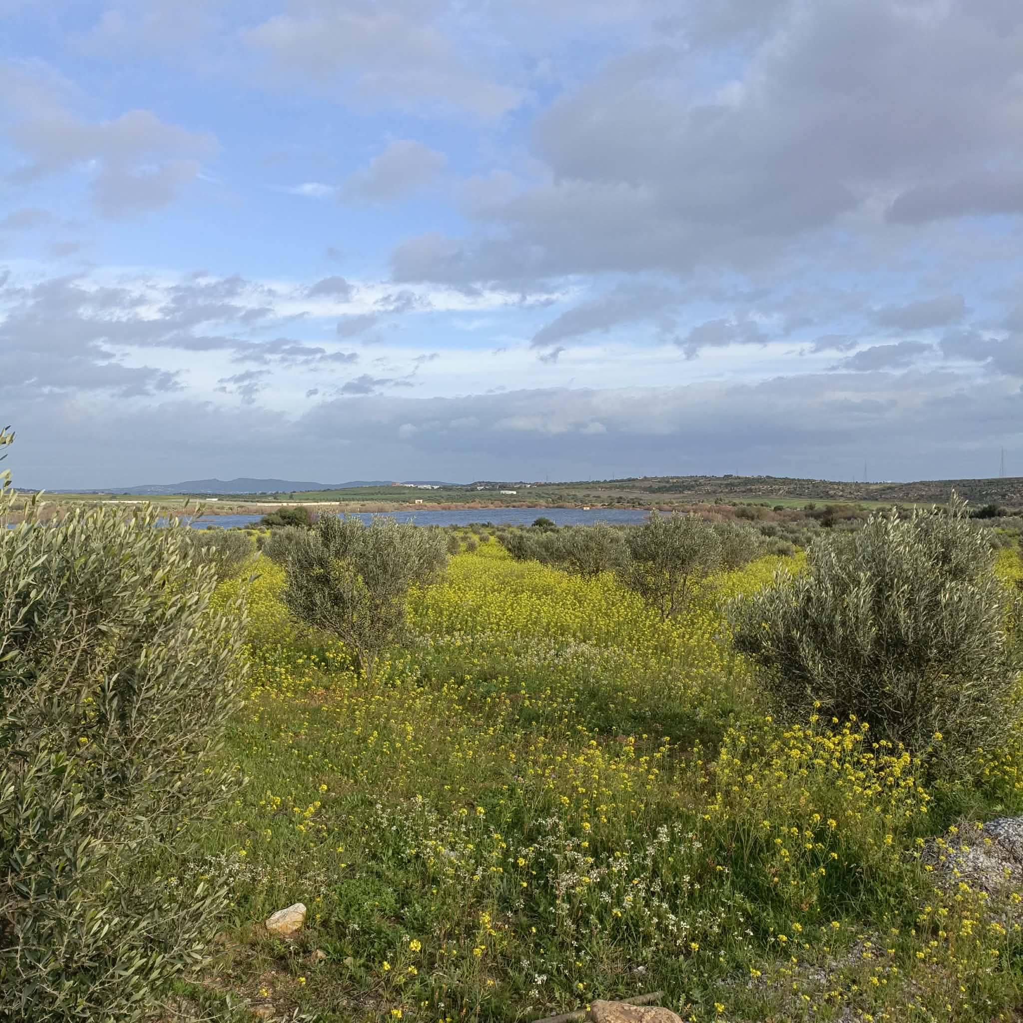 Hammamet&nbsp;Hammamet&nbsp;Terrain&nbsp;Terrain agricole&nbsp;Av terrain de 1000m � 3000m � hammamet sud