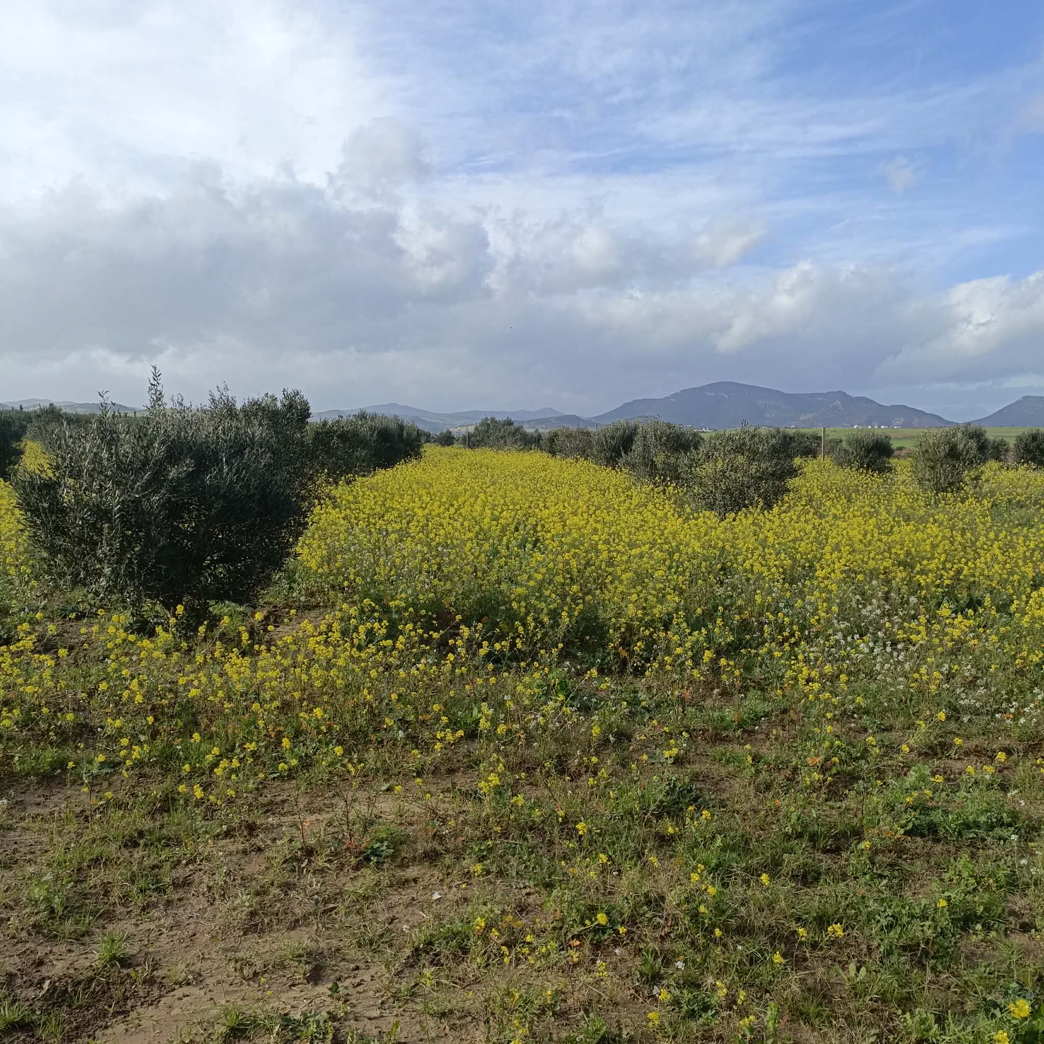 Hammamet&nbsp;Hammamet&nbsp;Terrain&nbsp;Terrain agricole&nbsp;Av terrain de 1000m � 3000m � hammamet sud