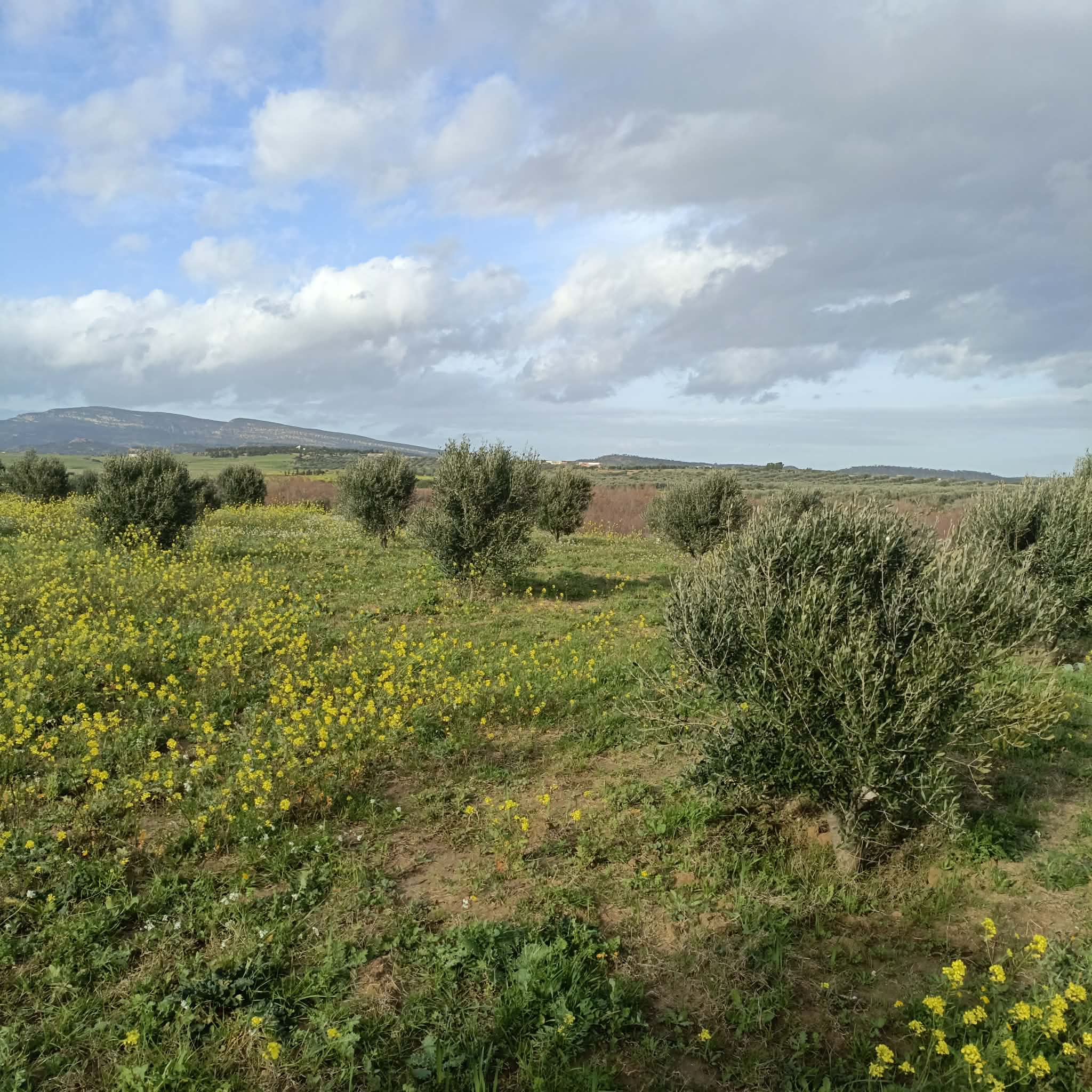 Terrain&nbsp;Terrain agricole