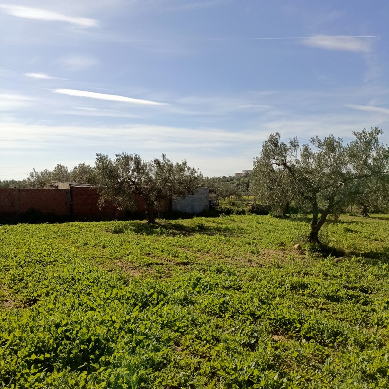Hammamet&nbsp;Hammamet&nbsp;Terrain&nbsp;Terrain agricole&nbsp;Av 1680m cl�tur� � hammamet