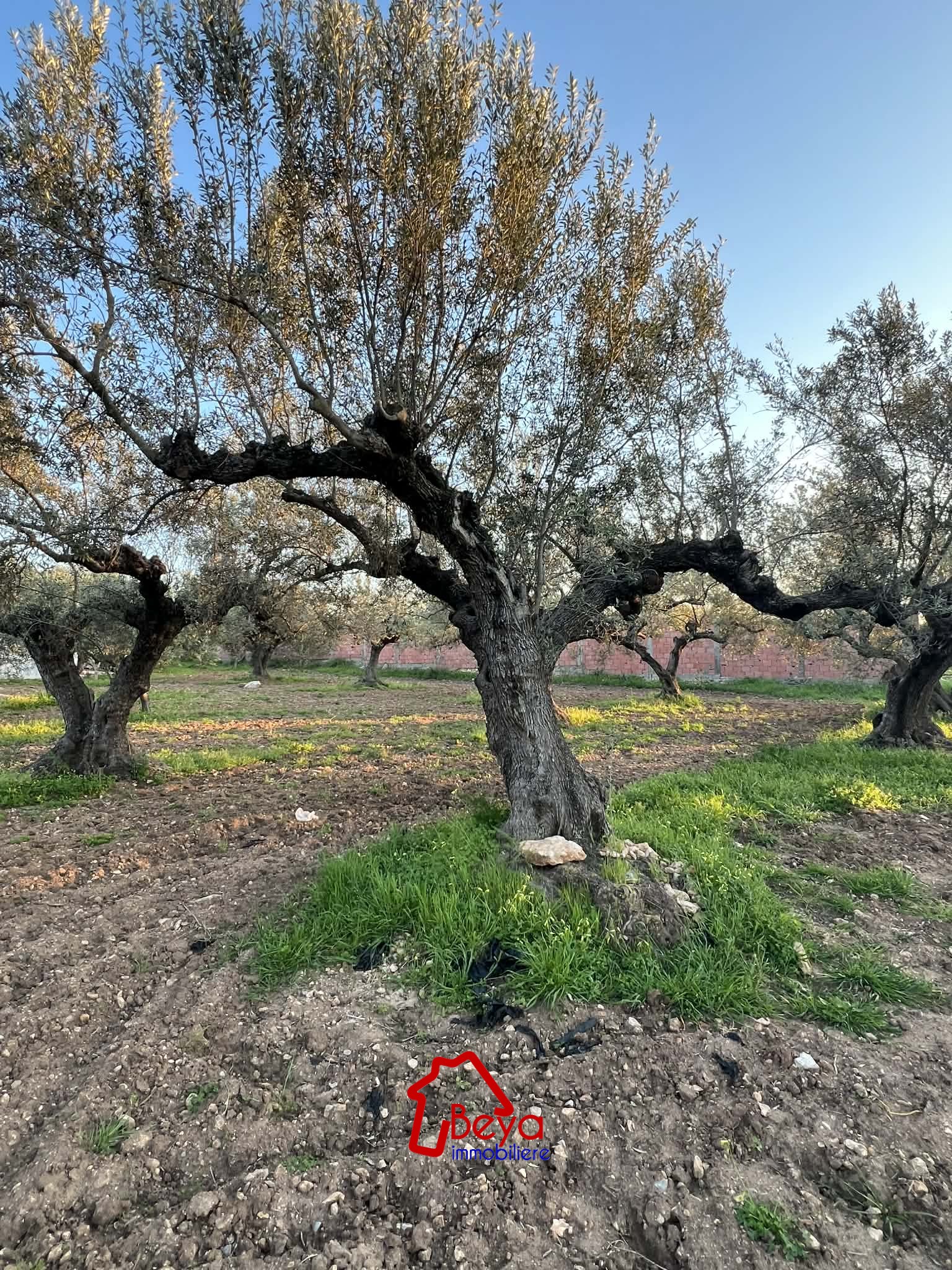 Terrain&nbsp;Terrain agricole