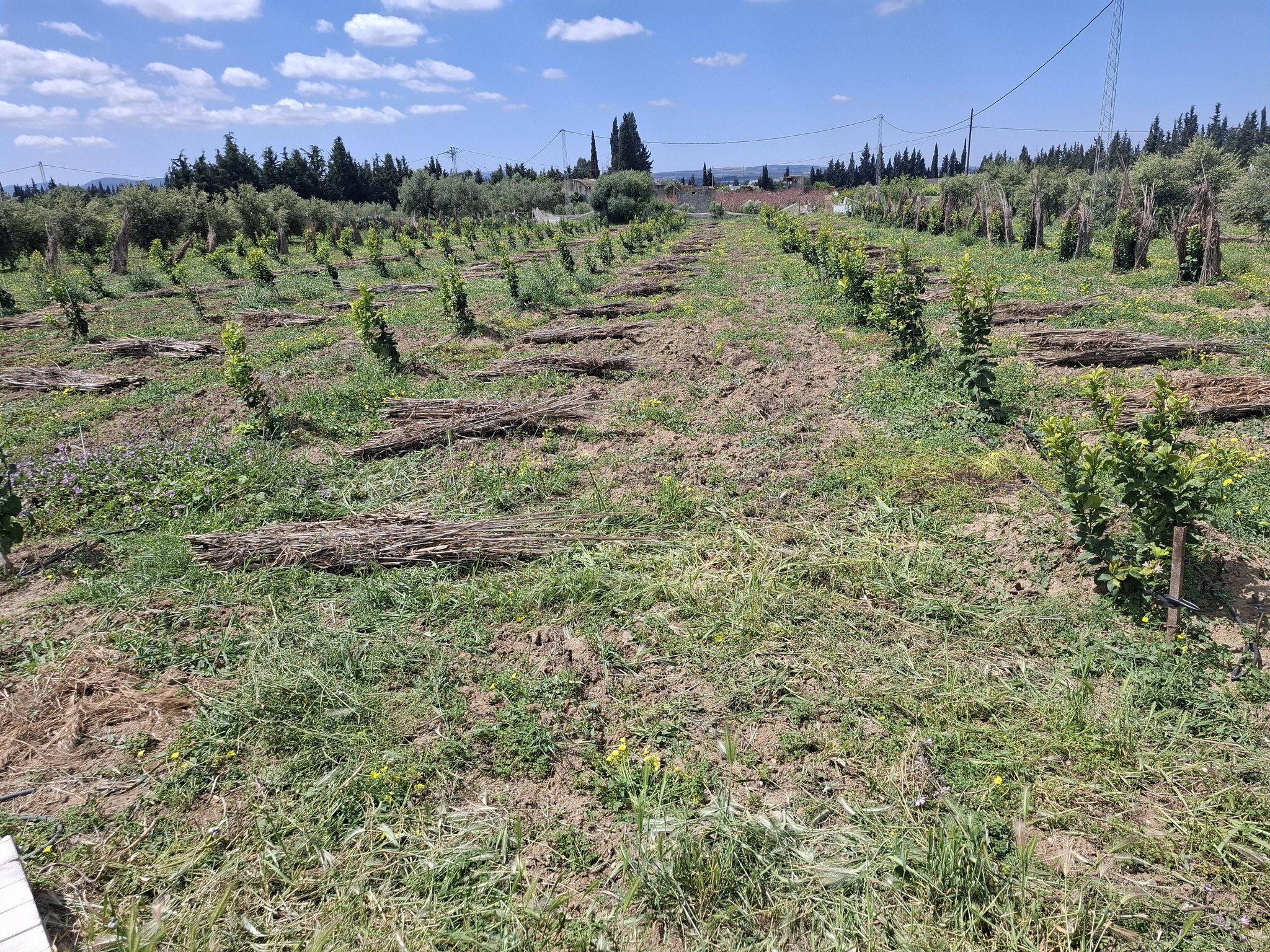 Mornag&nbsp;El Alelgua&nbsp;Vente&nbsp;Maisons&nbsp;Villa � mornag et terrain