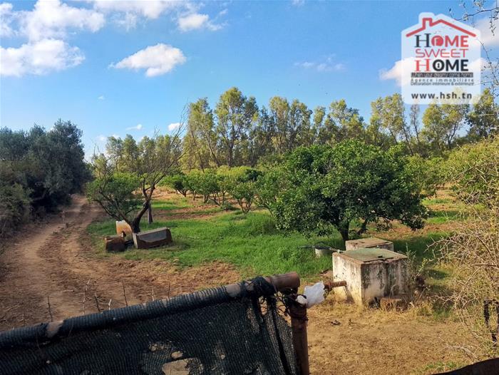 Nabeul&nbsp;Nabeul&nbsp;Terrain&nbsp;Terrain agricole&nbsp;Terrain agricole rahaf nabeul