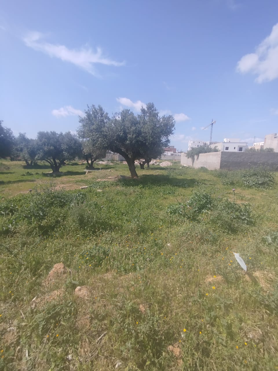 Mannouba&nbsp;La Mannouba&nbsp;Vente&nbsp;Surfaces&nbsp;Un lot de terrain de 460m2 � mannouba