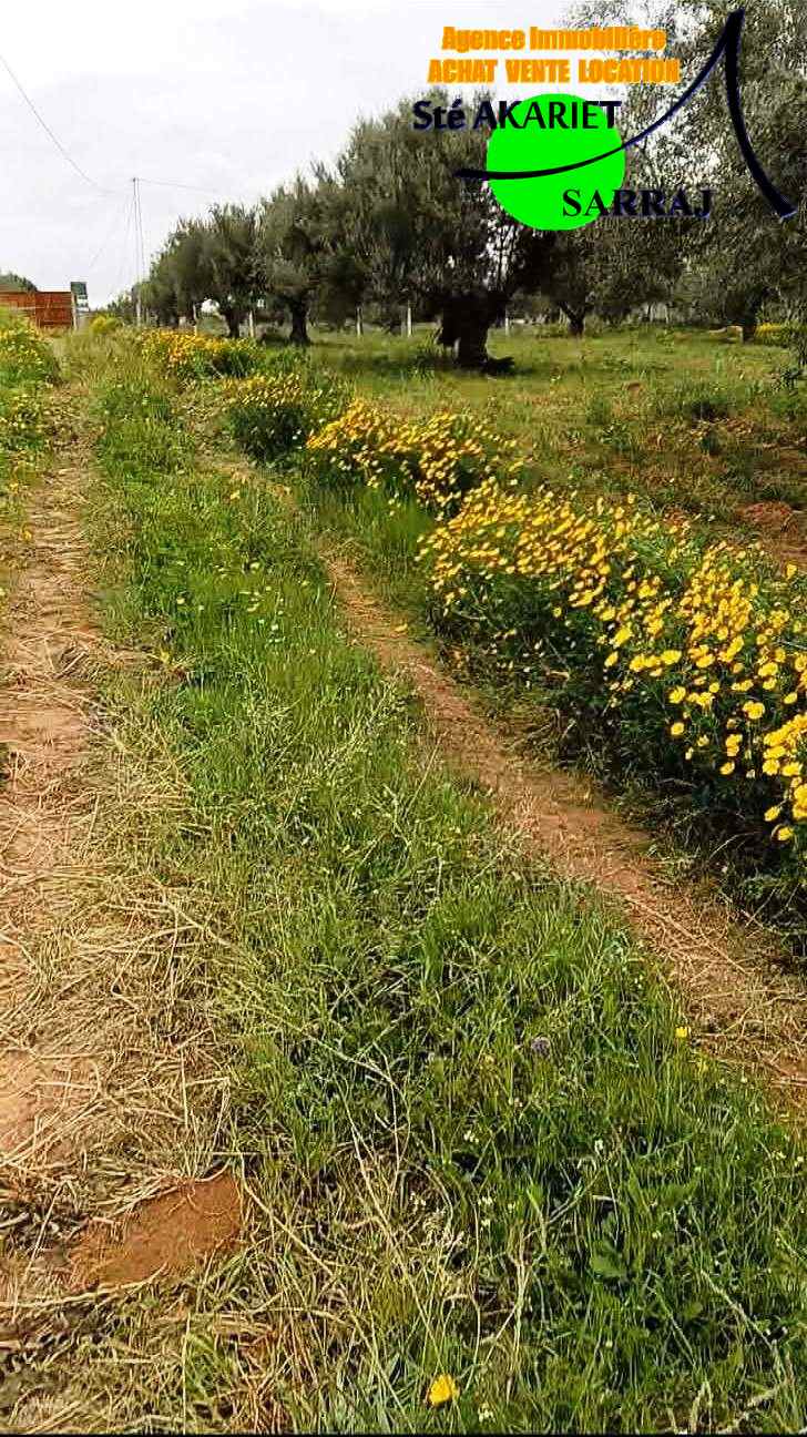 Sidi Bou Ali&nbsp;Sidi Bou Ali&nbsp;Terrain&nbsp;Terrain agricole&nbsp;Terrain 4060m pas loin dar zitouna � sidi bouali