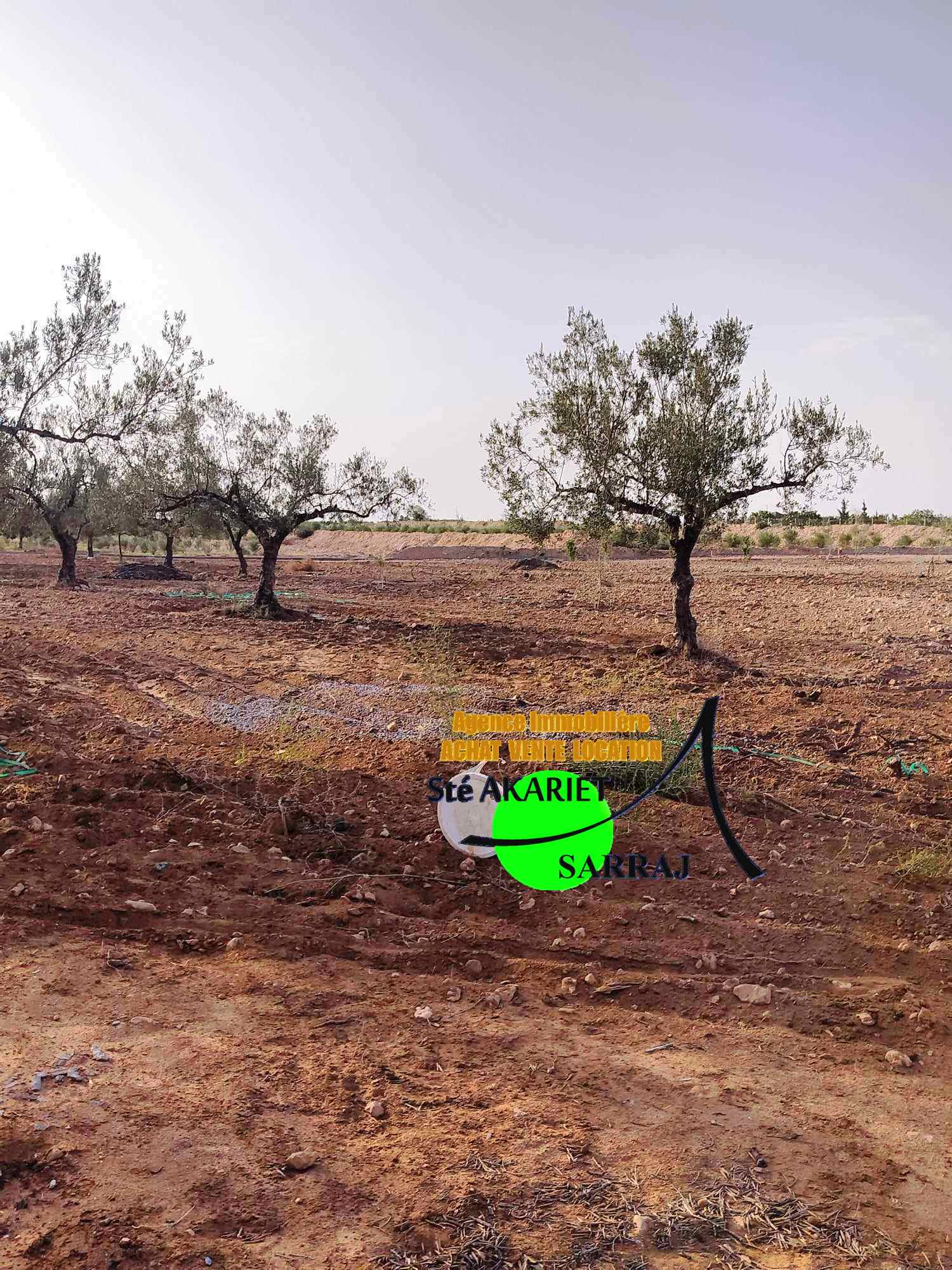 Sidi Bou Ali&nbsp;Sidi Bou Ali&nbsp;Terrain&nbsp;Terrain agricole&nbsp;Terrain agricole cl�tur� 6500m sidi bouali hotmen