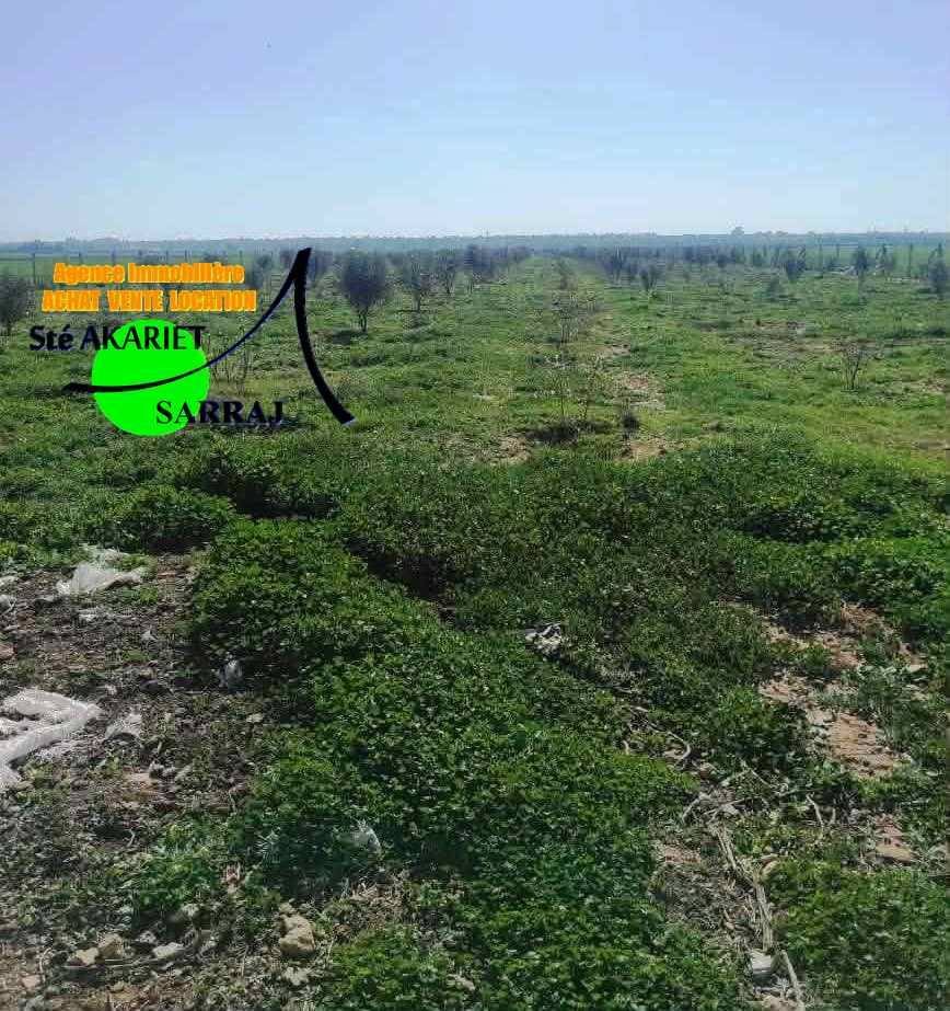 Sidi Bou Ali&nbsp;El Alouj&nbsp;Terrain&nbsp;Terrain agricole&nbsp;Senia 12000m al sath vers chouicha �  sidi bouali
