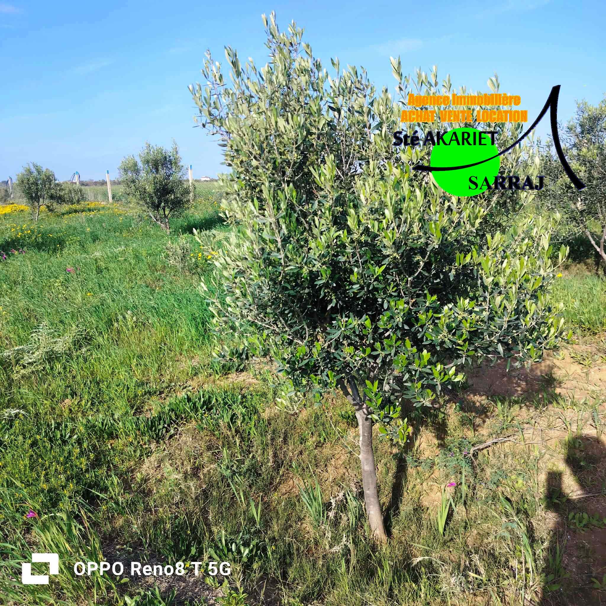 Sidi Bou Ali&nbsp;El Alouj&nbsp;Terrain&nbsp;Terrain agricole&nbsp;Senia 12000m al sath vers chouicha �  sidi bouali