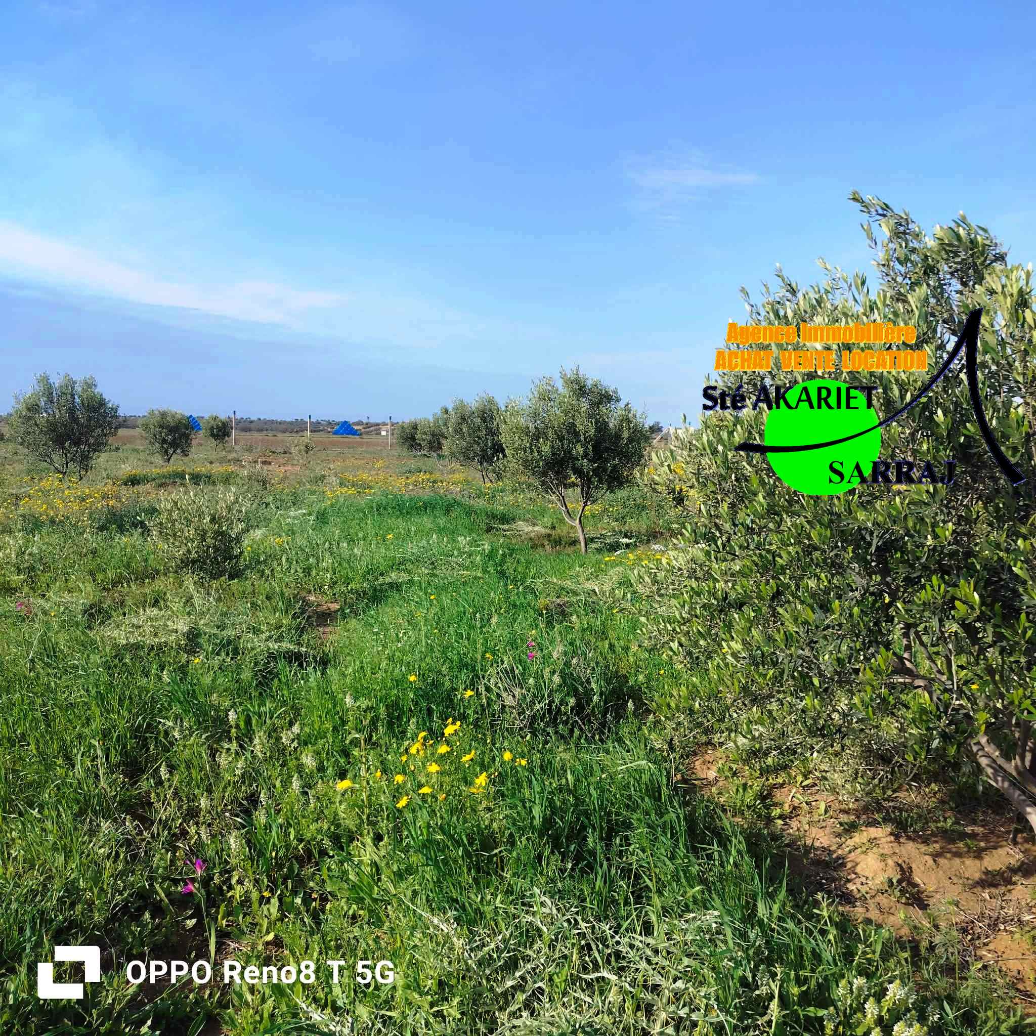 Sidi Bou Ali&nbsp;El Alouj&nbsp;Terrain&nbsp;Terrain agricole&nbsp;Senia 12000m al sath vers chouicha �  sidi bouali