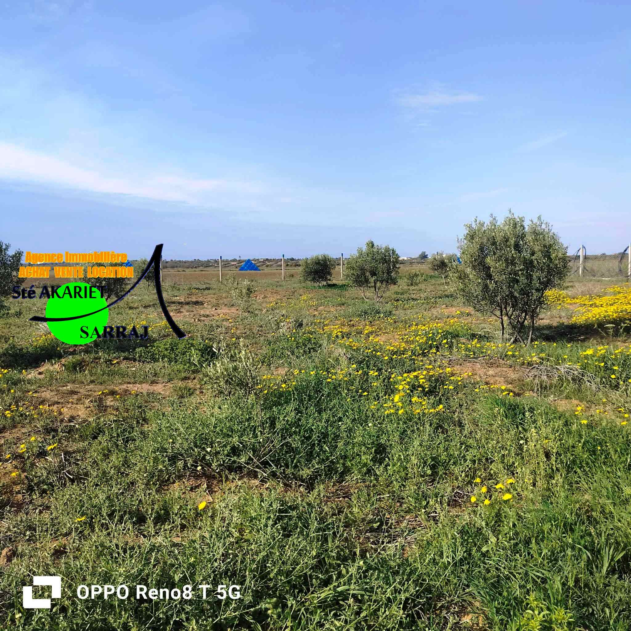 Sidi Bou Ali&nbsp;El Alouj&nbsp;Terrain&nbsp;Terrain agricole&nbsp;Senia 12000m al sath vers chouicha �  sidi bouali