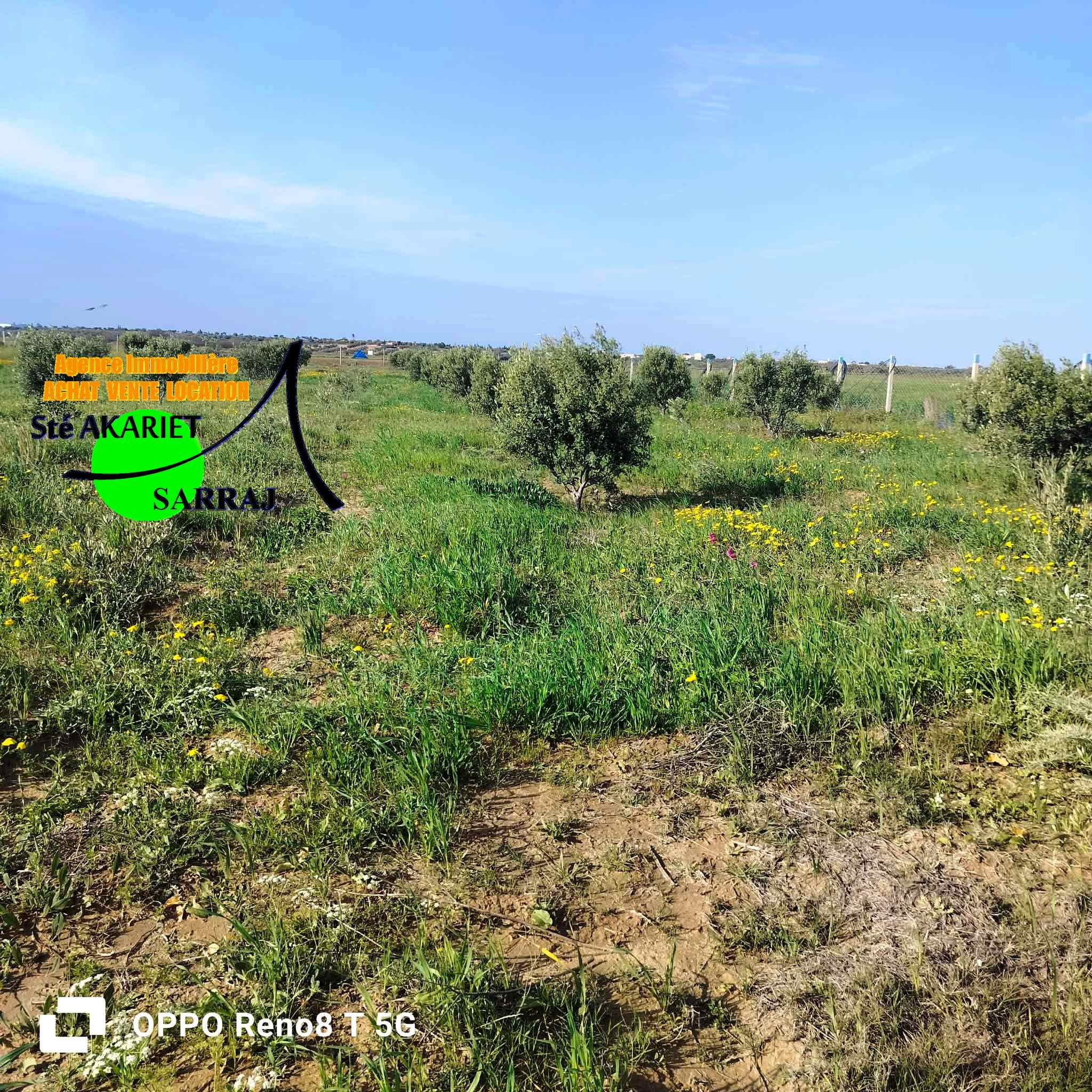 Terrain&nbsp;Terrain agricole