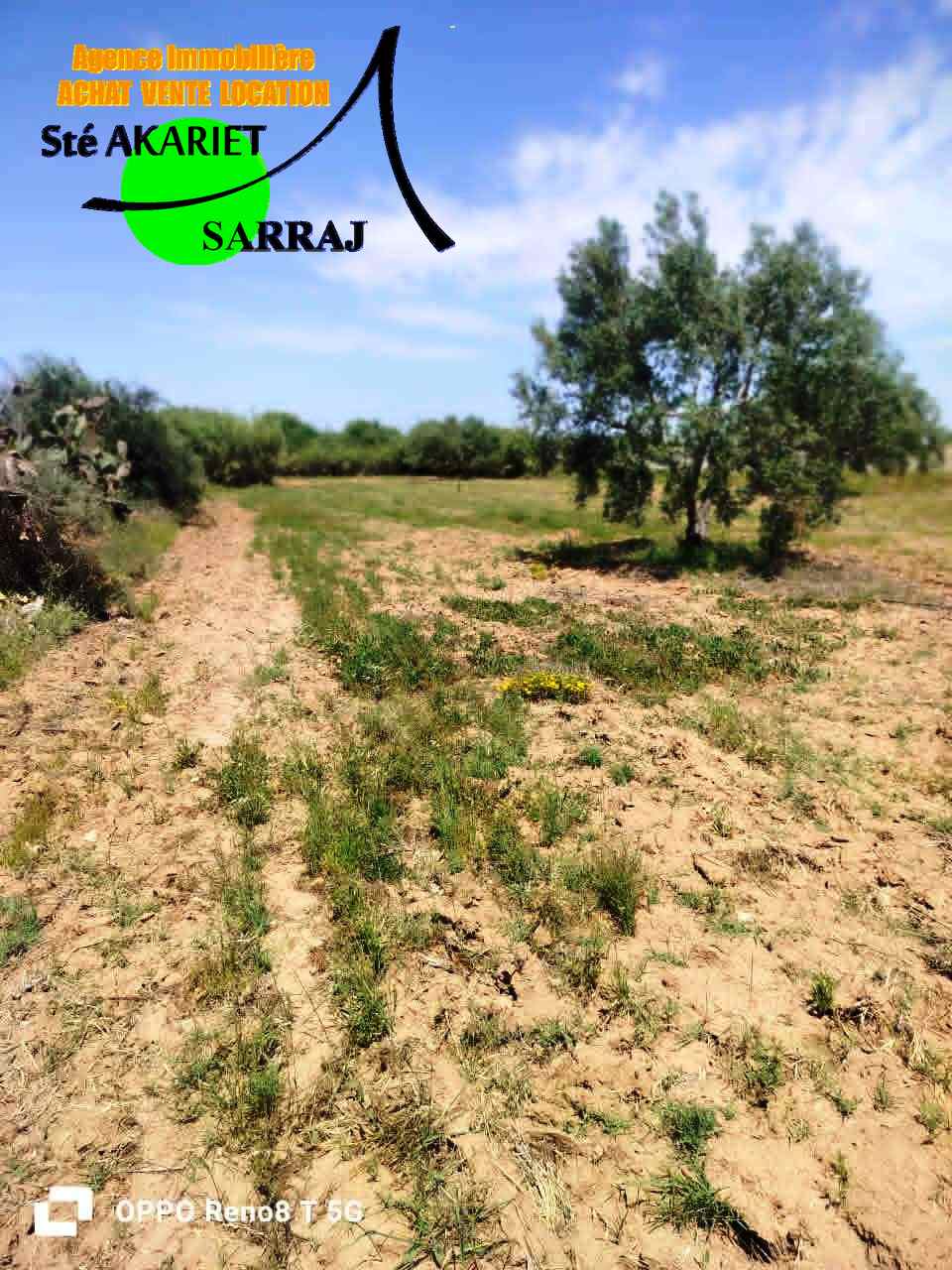 Sidi Bou Ali&nbsp;Sidi Bou Ali&nbsp;Terrain&nbsp;Terrain agricole&nbsp;Occasion senia cl�tur� 14252m � sidi bouali