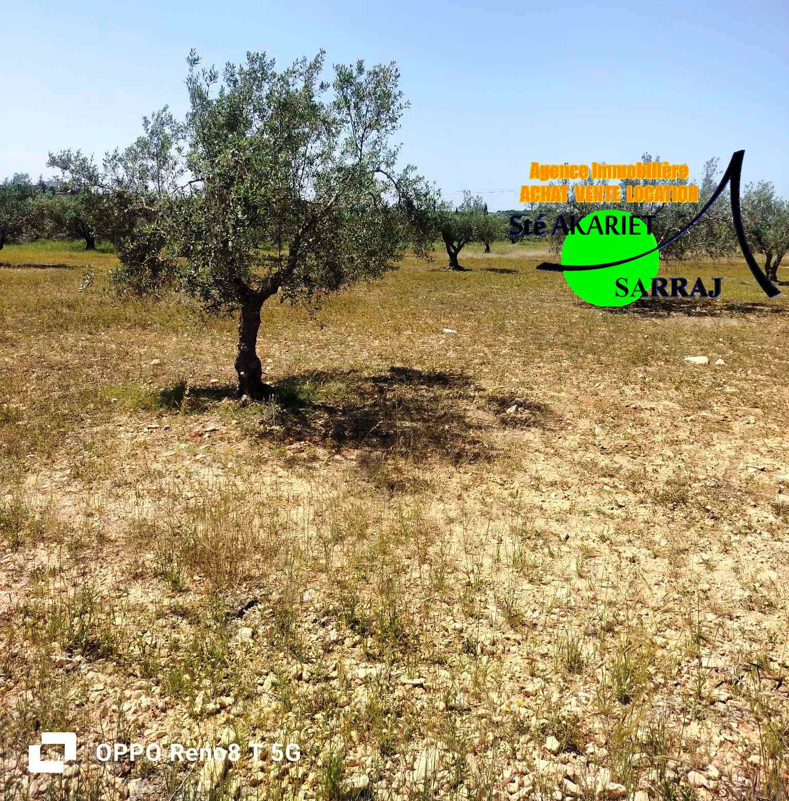 Sidi Bou Ali&nbsp;Sidi Bou Ali&nbsp;Terrain&nbsp;Terrain agricole&nbsp;Terrain 4 hectare et 800m � sidi bouali vers knena