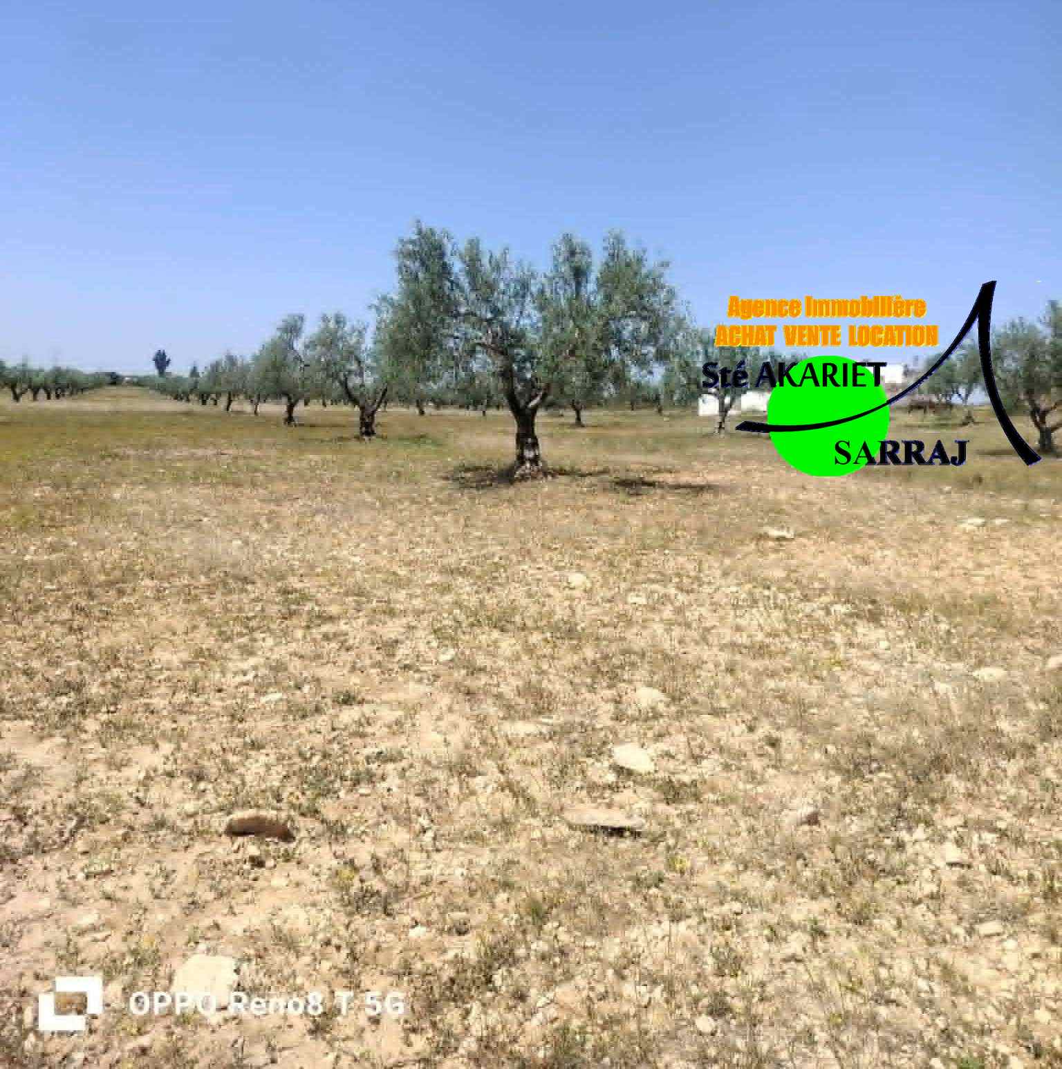 Sidi Bou Ali&nbsp;Sidi Bou Ali&nbsp;Terrain&nbsp;Terrain agricole&nbsp;Terrain 4 hectare et 800m � sidi bouali vers knena