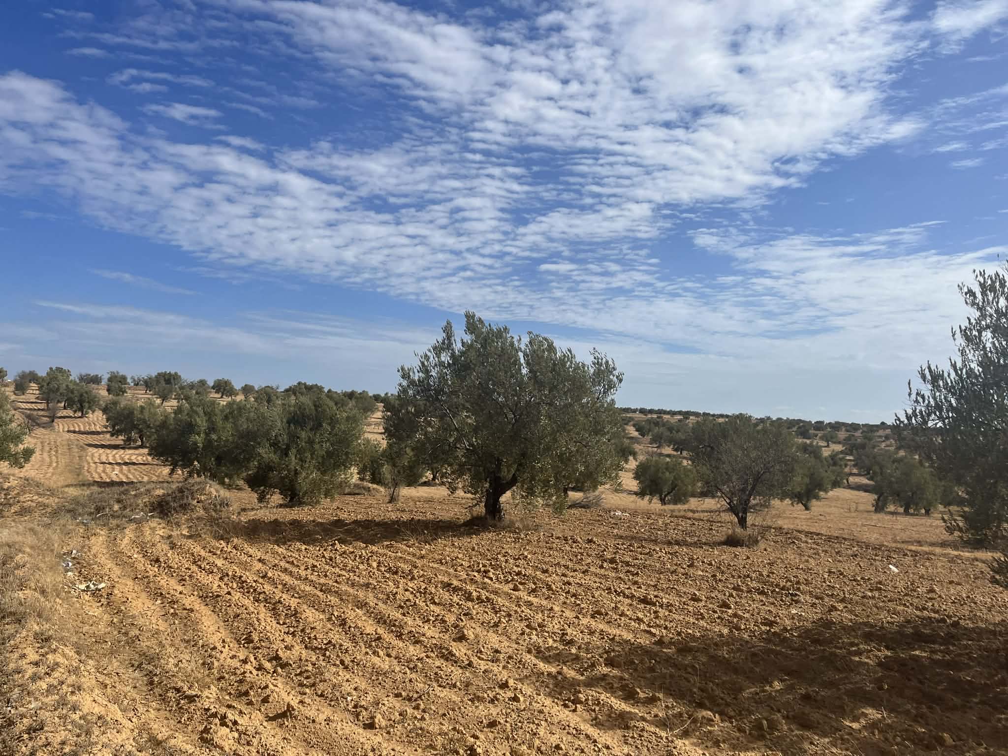 Terrain&nbsp;Terrain agricole