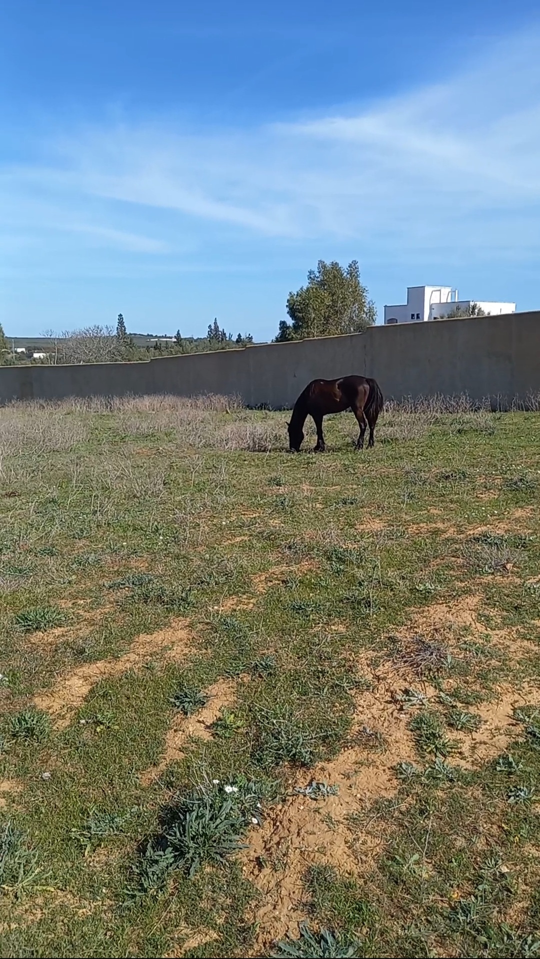 Hammamet&nbsp;Sidi Jedidi&nbsp;Terrain&nbsp;Terrain agricole&nbsp;Terrain enti�rement cl�tur�  � hammamet